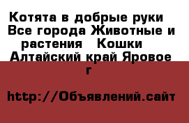 Котята в добрые руки - Все города Животные и растения » Кошки   . Алтайский край,Яровое г.